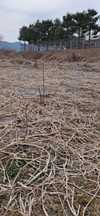 김제선:양평읍회현리님의 기타작물 · 영농일지 작성글 사진