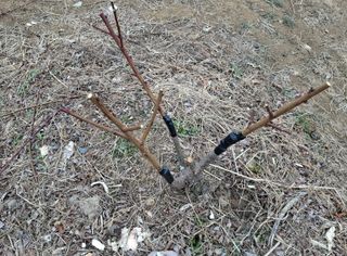 철남 김희곤님의 복숭아 · 영농일지 작성글 사진