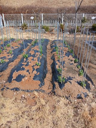 김윤철님의 콩 · 영농일지 작성글 사진