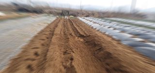 김익중님의 고추 · 영농일지 작성글 사진