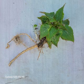 정찬영님의 고추 · 영농일지 작성글 사진