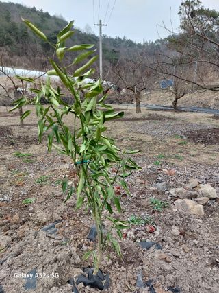 손길준님의 기타작물 · 영농일지 작성글 사진