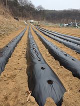 팜모닝 감자·영농일지 게시글 이미지