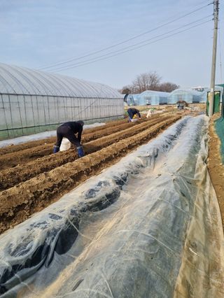 노천호 님의 기타작물 · 영농일지 작성글 사진