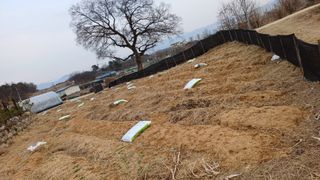 박순덕님의 기타작물 · 영농일지 작성글 사진