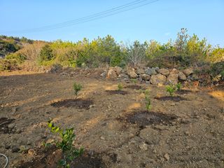 모래알님의 귤 · 영농일지 작성글 사진