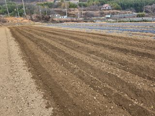 정영기대산축산농부♡님의 고추 · 영농일지 작성글 사진