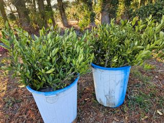 모래알님의 귤 · 영농일지 작성글 사진