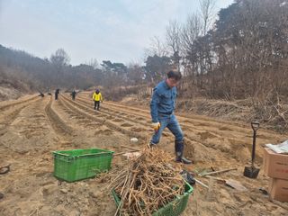 인호님의 두릅 · 영농일지 작성글 사진