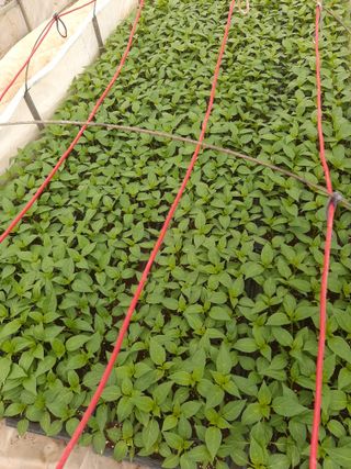 탕정농민님의 고추 · 영농일지 작성글 사진