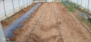 이형근님의 고추 · 영농일지 작성글 사진