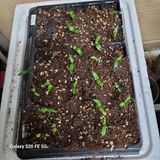 팜모닝 고추·영농일지 게시글 이미지