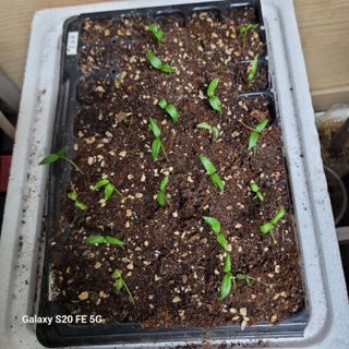 정찬영님의 고추 · 영농일지 작성글 사진