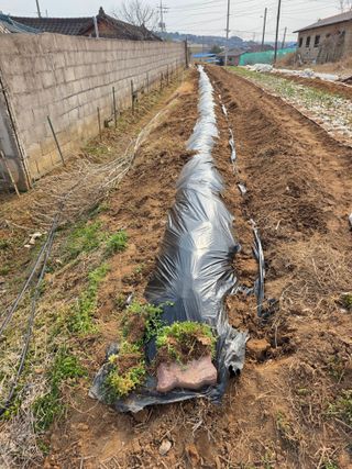 이광님의 감자 · 영농일지 작성글 사진