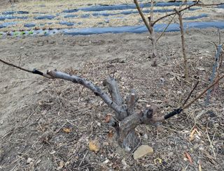 철남 김희곤님의 복숭아 · 영농일지 작성글 사진