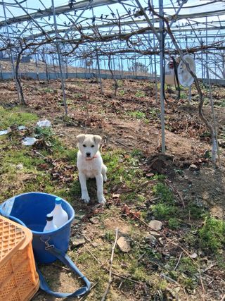 영수농원님의 포도 · 영농일지 작성글 사진