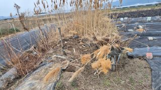 늘푸른 농장주님의 기타작물 · 영농일지 작성글 사진