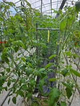 팜모닝 토마토·영농일지 게시글 이미지