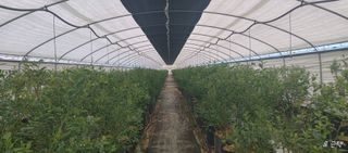 류근택님의 블루베리 · 영농일지 작성글 사진