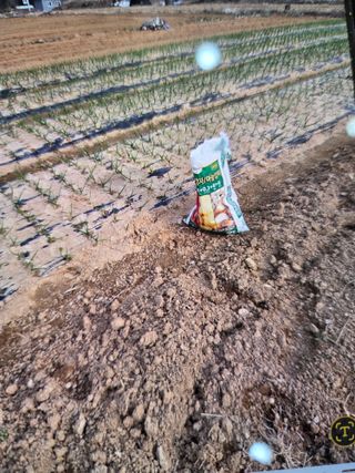 김연숙님의 고추 · 영농일지 작성글 사진