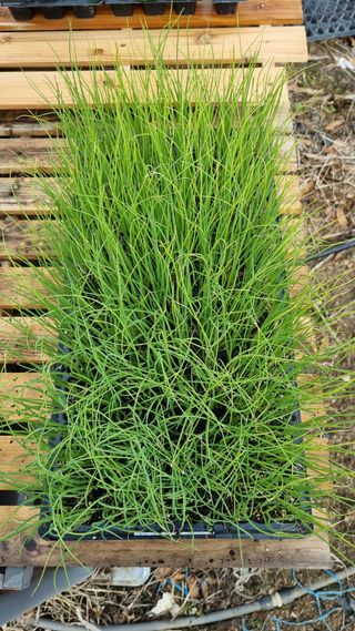 김지철님의 기타작물 · 영농일지 작성글 사진