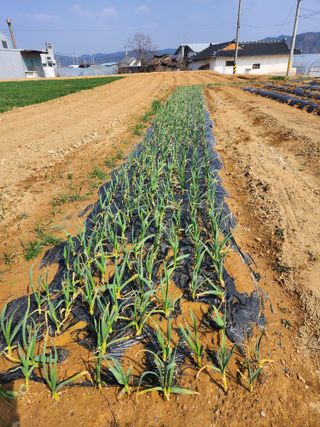 노복우님의 고추 · 영농일지 작성글 사진