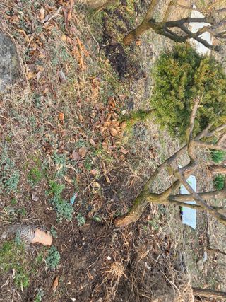 박병철님의 매실 · 영농일지 작성글 사진