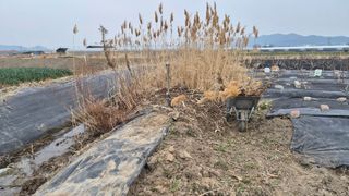 늘푸른 농장주님의 기타작물 · 영농일지 작성글 사진