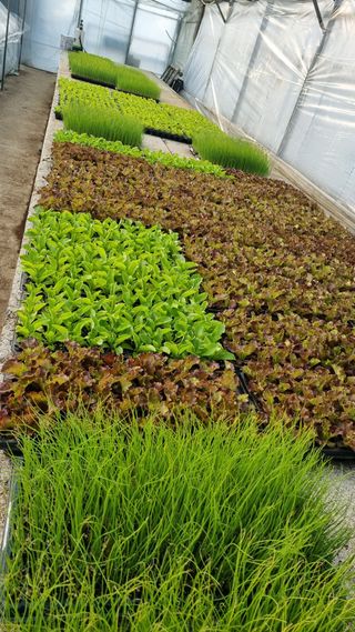 김지철님의 기타작물 · 영농일지 작성글 사진