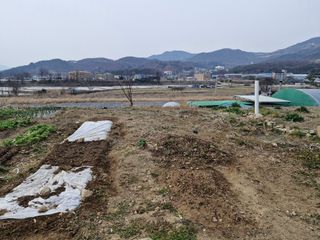 텃밭농사초보님의 기타작물 · 영농일지 작성글 사진