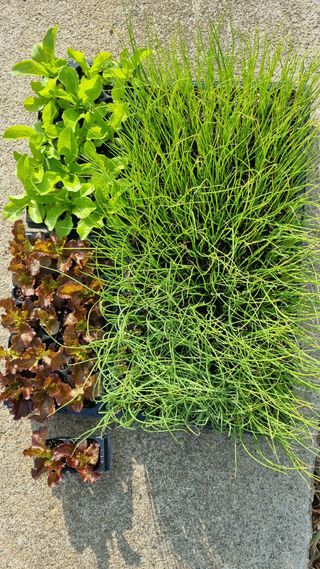 김지철님의 기타작물 · 영농일지 작성글 사진