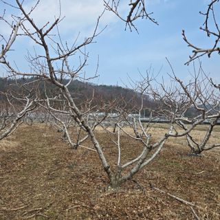 동동예행복농장님의 복숭아 · 영농일지 작성글 사진