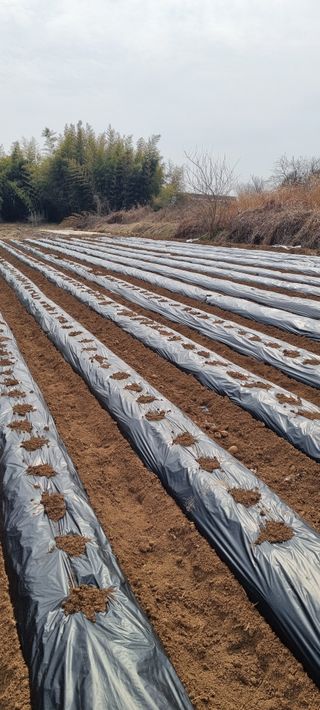 지용환님의 감자 · 영농일지 작성글 사진