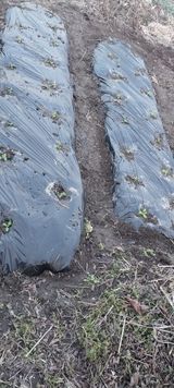 팜모닝 배추·영농일지 게시글 이미지