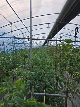 김호진님의 토마토 · 영농일지 작성글 사진