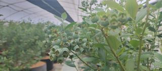 류근택님의 블루베리 · 영농일지 작성글 사진