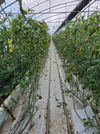 김호진님의 토마토 · 영농일지 작성글 사진