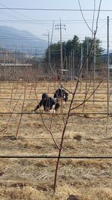 팜모닝 사과·영농일지 게시글 이미지