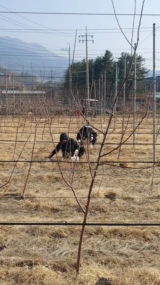 오동추님의 사과 · 영농일지 작성글 사진