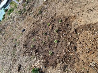 텃밭농사초보님의 기타작물 · 영농일지 작성글 사진