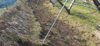 달맛햇복숭아농원님의 복숭아 · 영농일지 작성글 사진