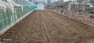 ♡청심전유삼♡님의 감자 · 영농일지 작성글 사진