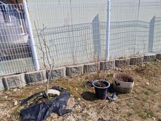 텃밭농사초보님의 기타작물 · 영농일지 작성글 사진