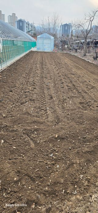 ♡청심전유삼♡님의 감자 · 영농일지 작성글 사진