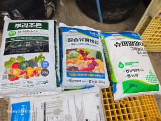 ♡청심전유삼♡님의 감자 · 영농일지 작성글 사진