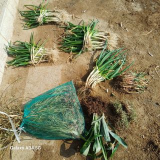 삼성농산님의 파 · 영농일지 작성글 사진