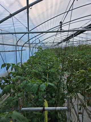 김호진님의 토마토 · 영농일지 작성글 사진