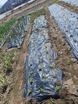 텃밭농사초보님의 기타작물 · 영농일지 작성글 사진