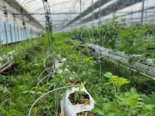 늘햇살팜 님의 기타작물 · 영농일지 작성글 사진