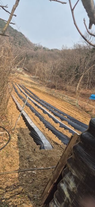 매실21434님의 감자 · 영농일지 작성글 사진